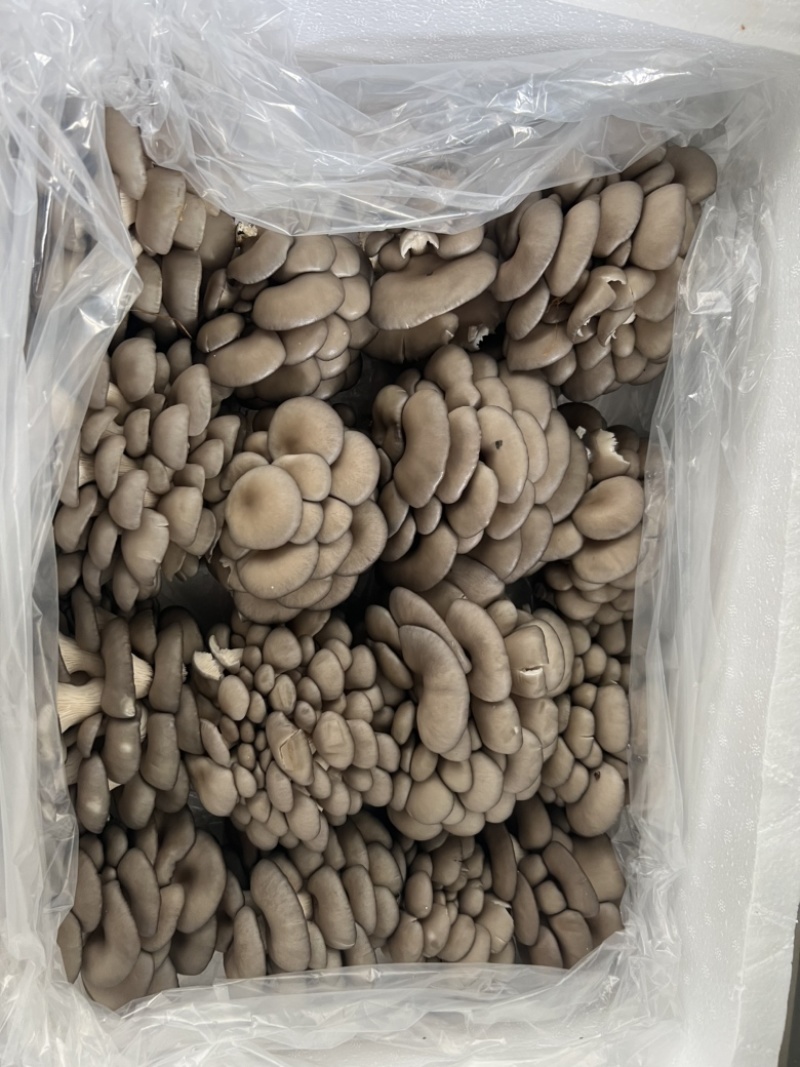 平菇