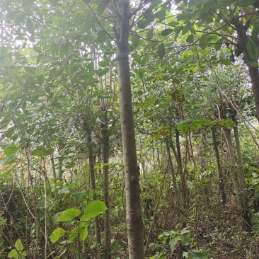 红叶石楠，4～10公分红叶石楠批发价