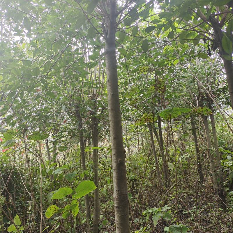 红叶石楠，4～10公分红叶石楠批发价