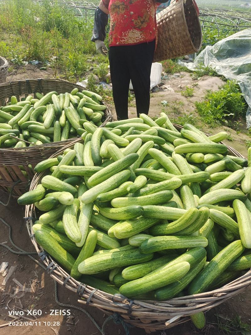 黄瓜