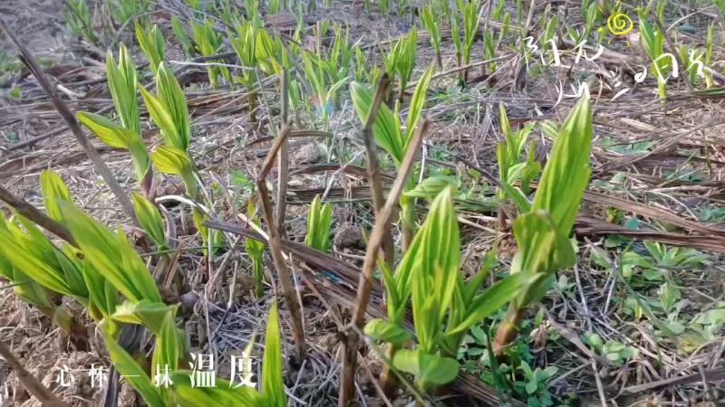 宽叶白芨苗，纯紫花，大白芨苗，基地发货，各种规格都有货