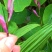 宽叶白芨苗，纯紫花，大白芨苗，基地发货，各种规格都有货