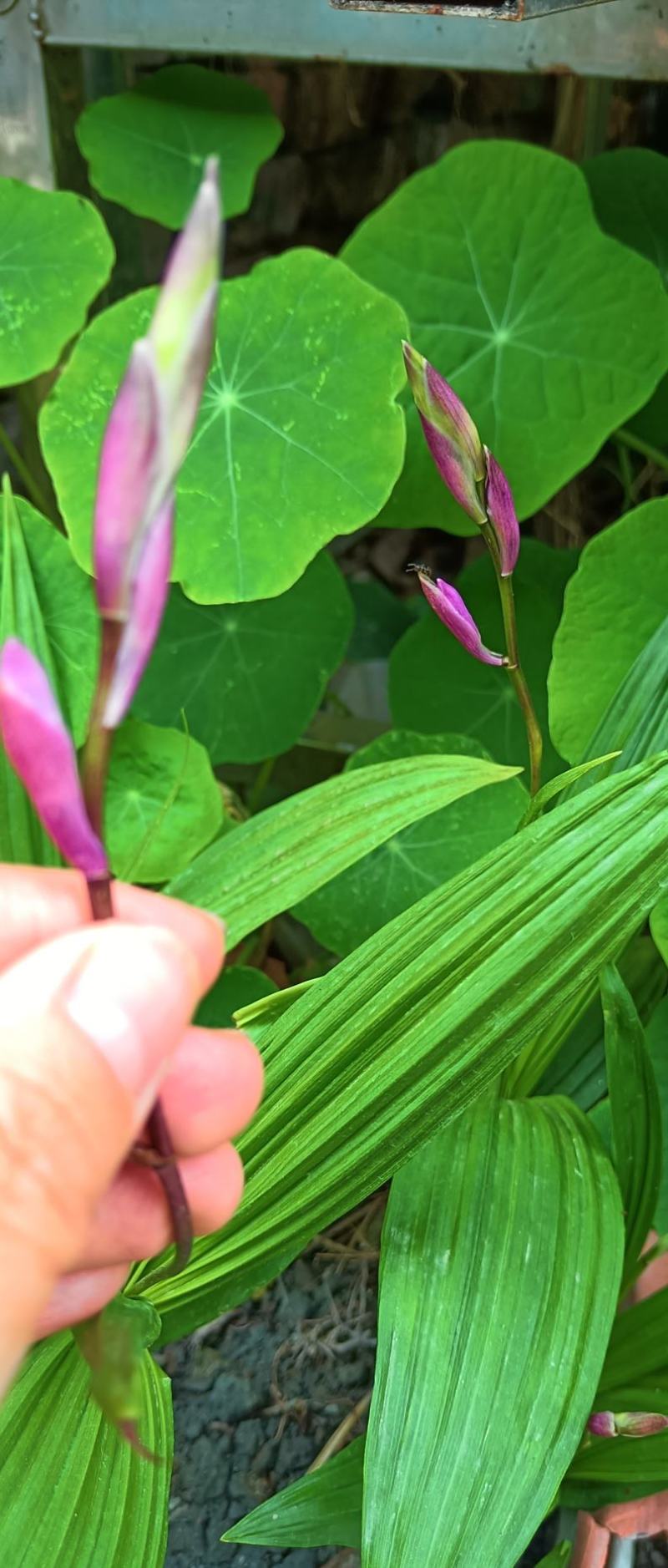 宽叶白芨苗，纯紫花，大白芨苗，基地发货，各种规格都有货