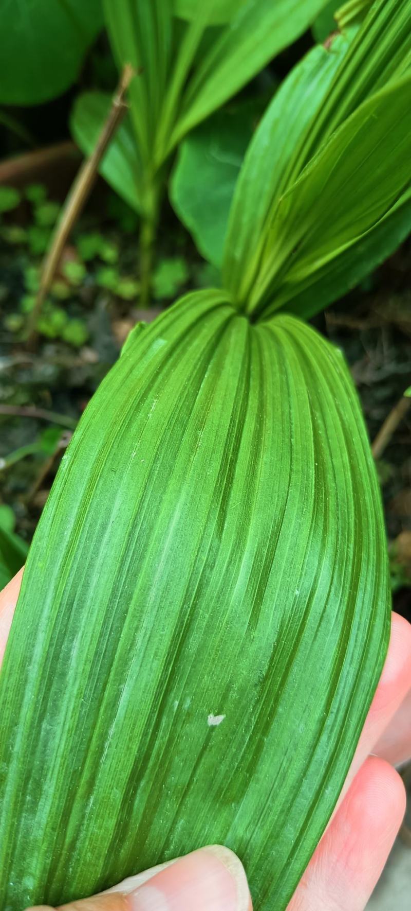 宽叶白芨苗，纯紫花，大白芨苗，基地发货，各种规格都有货
