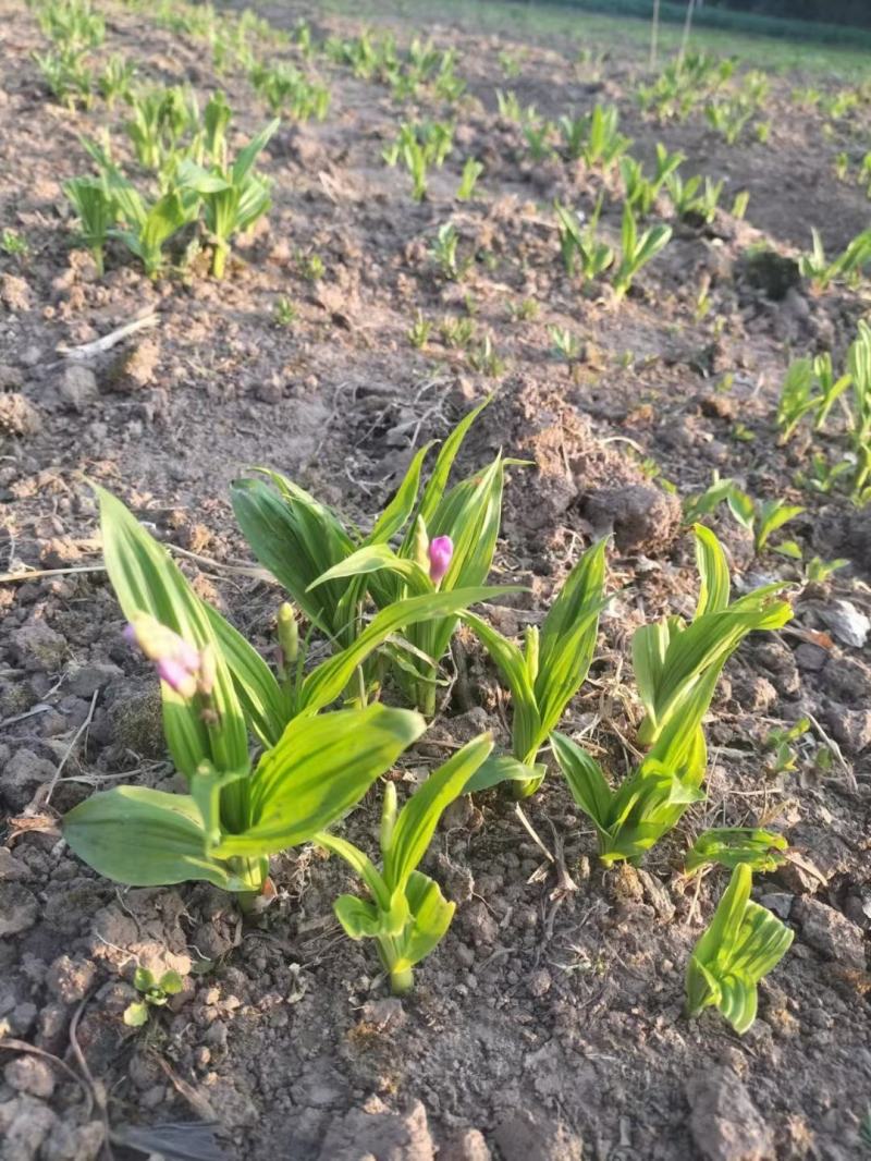 宽叶白芨苗，纯紫花，大白芨苗，基地发货，各种规格都有货