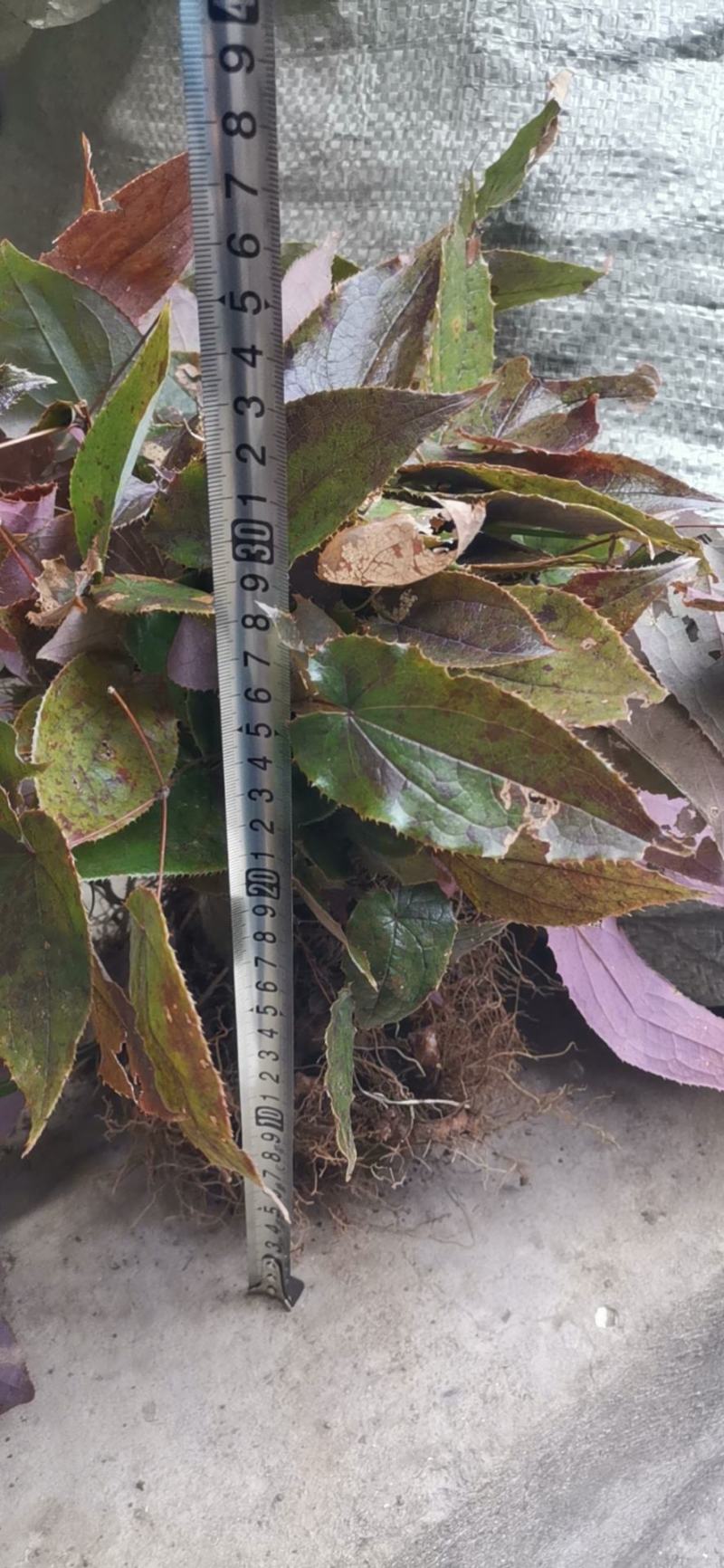 淫羊藿种苗现挖现发2之5天发货50棵起批