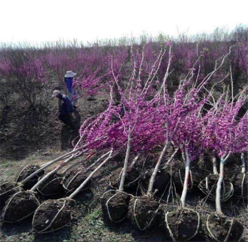 紫荊花树苗紫荆小苗开花植物耐寒绿化工程南北