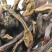 回春草野生回春草干货无根质量保证质量货干货支持快递物流