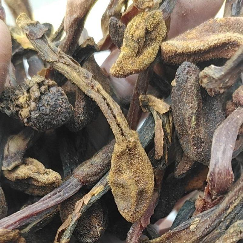 回春草野生回春草干货无根质量保证质量货干货支持快递物流