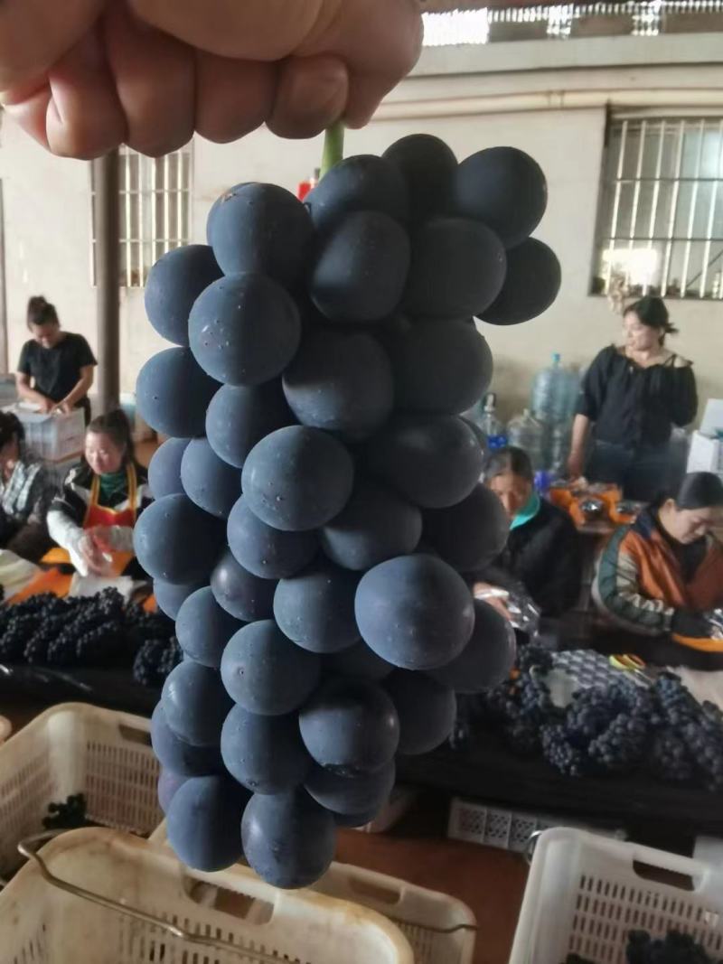 精品夏黑，品质**，果粉好，质量保障，量大从优，欢迎来电