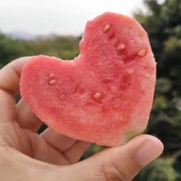 广东番石榴白心芭乐红心芭乐专业代办日供三万斤