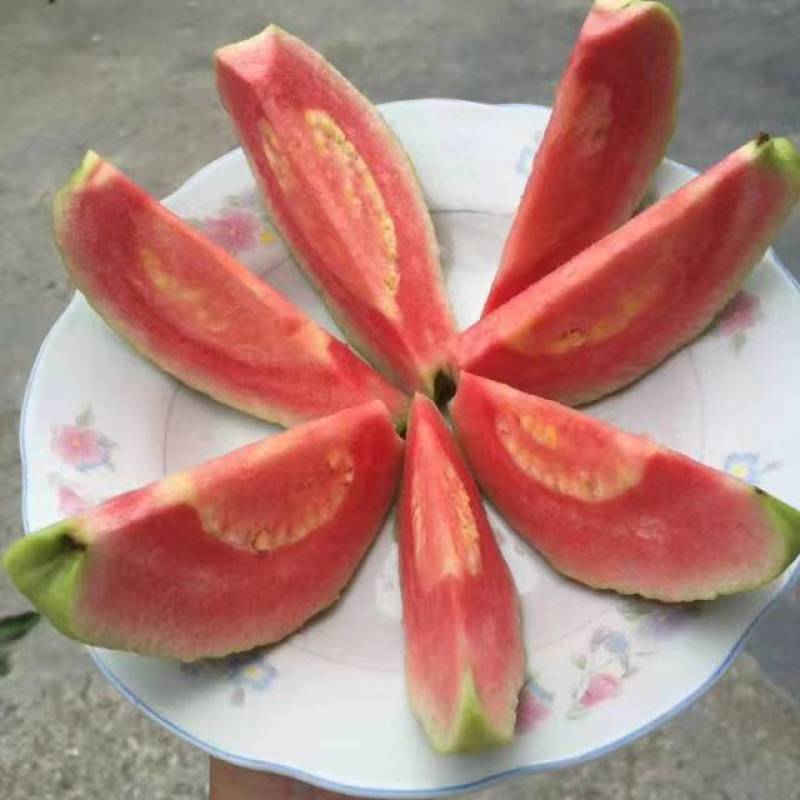 广东番石榴白心芭乐红心芭乐专业代办日供三万斤