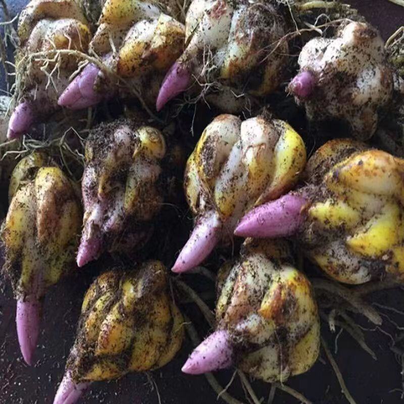 百合种球重瓣荷兰进口浓香型包成活包对版家庭园艺花卉精选
