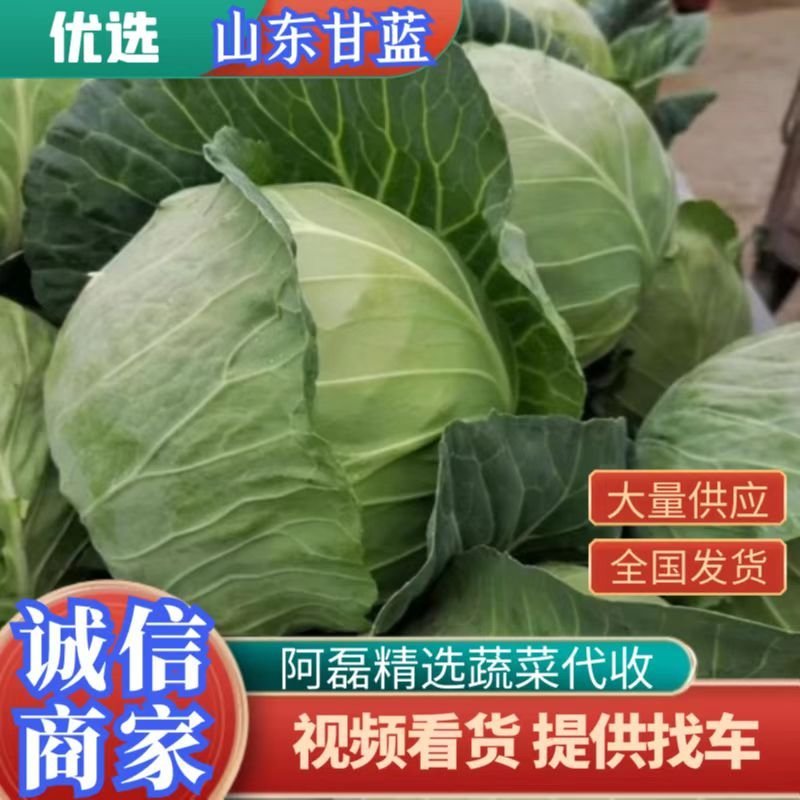 产地直销大量供应优选基地适应，大型加工厂，市场