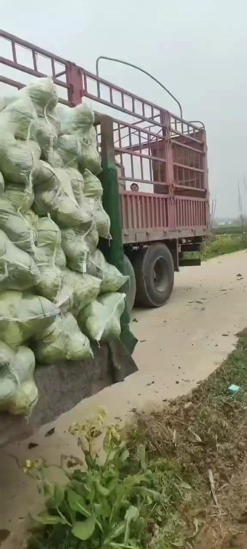 产地直销大量供应优选基地适应，大型加工厂，市场