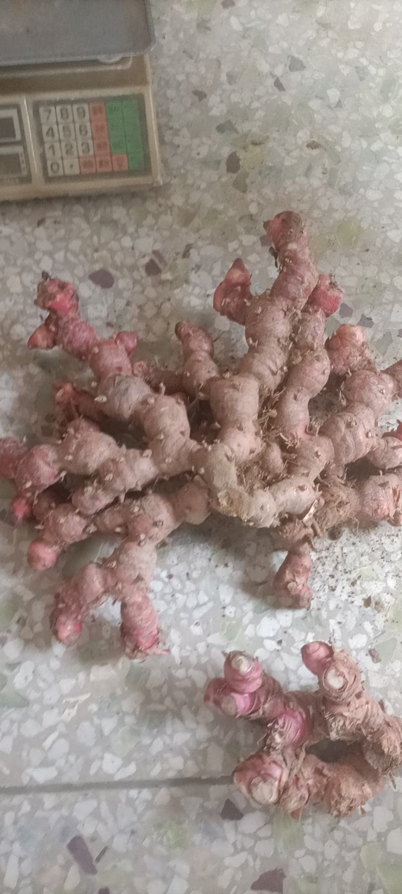 精品南姜
