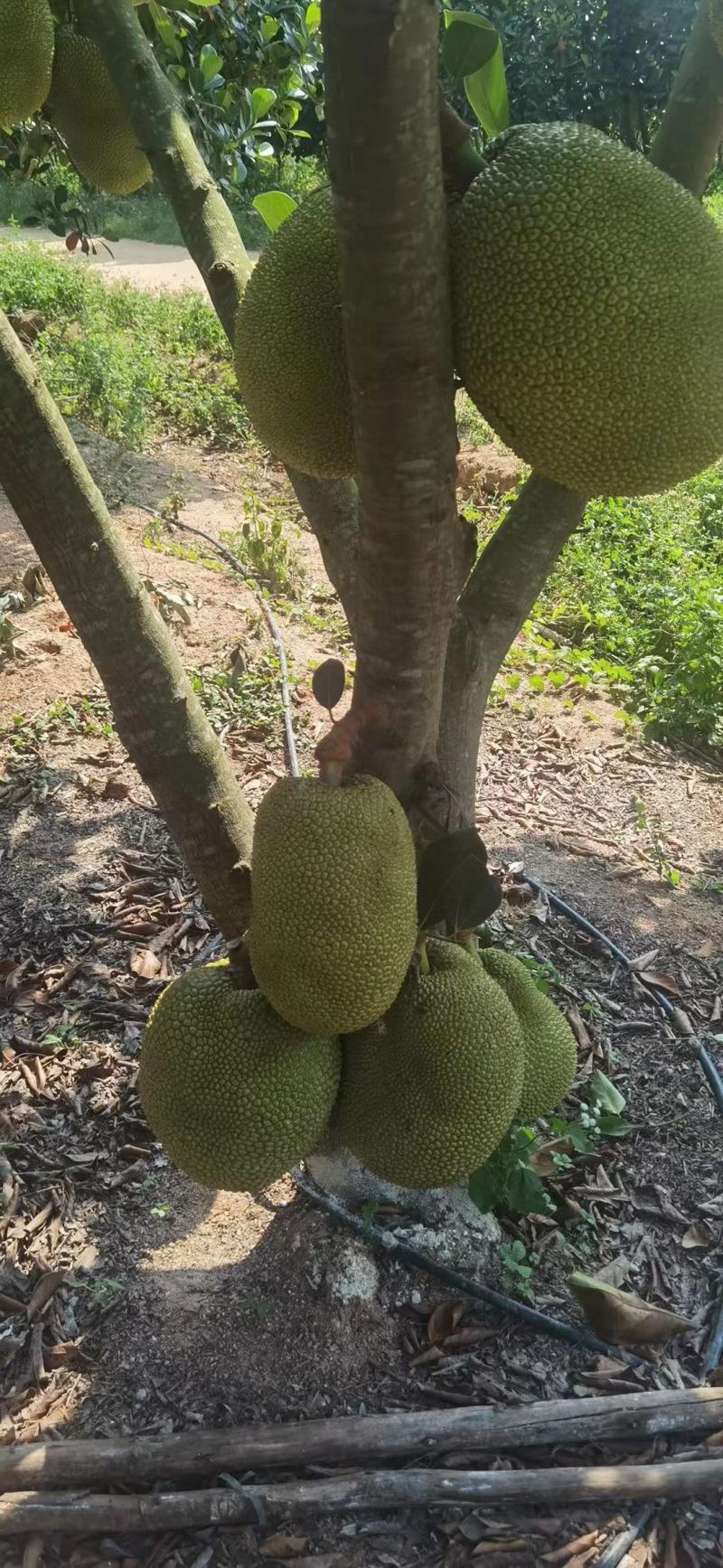 【基地现货】金包菠萝蜜珍珠菠萝蜜大量上市电商市场社区供