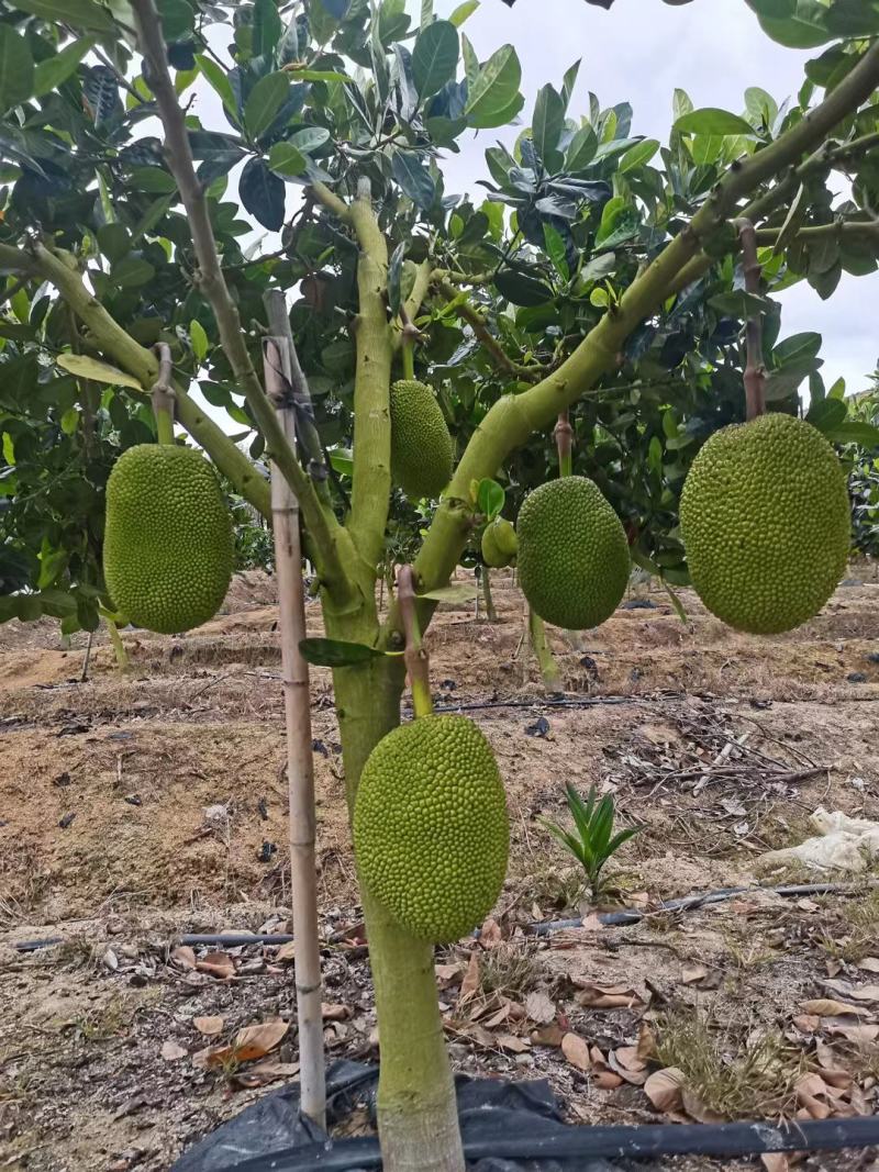 【基地现货】金包菠萝蜜珍珠菠萝蜜大量上市电商市场社区供