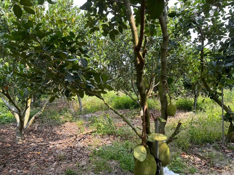 (精品优选)广东茂名泰8大量上市，直供电商社区超市团购