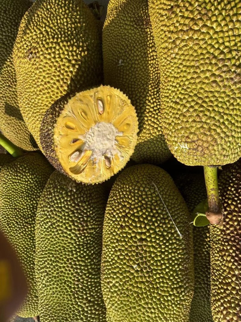 【优质产品】广东马来一号菠萝蜜大量上市