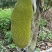【优质产品】广东马来一号菠萝蜜大量上市