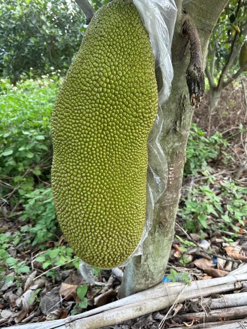 【优质产品】广东马来一号菠萝蜜大量上市