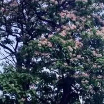 秋桐