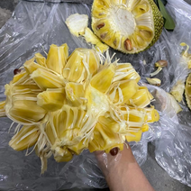(场地直销)广东金包珍珠菠萝蜜大量上市，场地直销