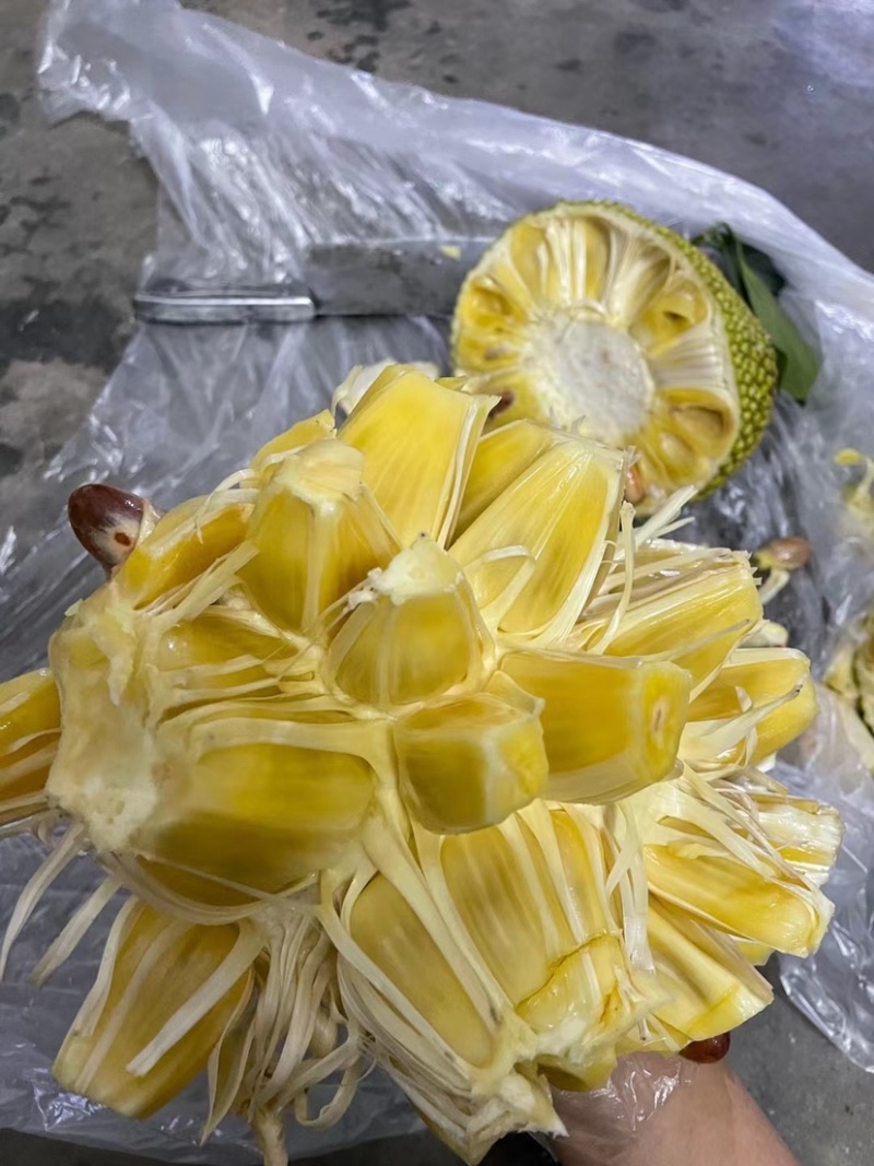 (场地直销)广东金包珍珠菠萝蜜大量上市，场地直销