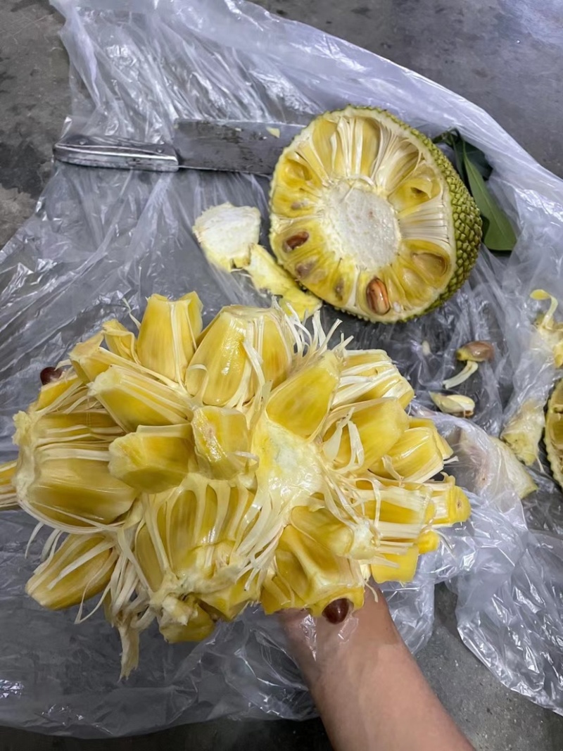 (场地直销)广东金包珍珠菠萝蜜大量上市，场地直销