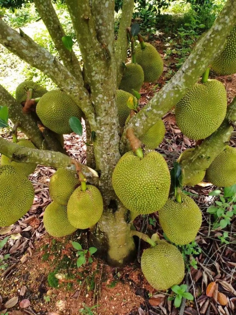 (场地直销)广东金包珍珠菠萝蜜大量上市，场地直销