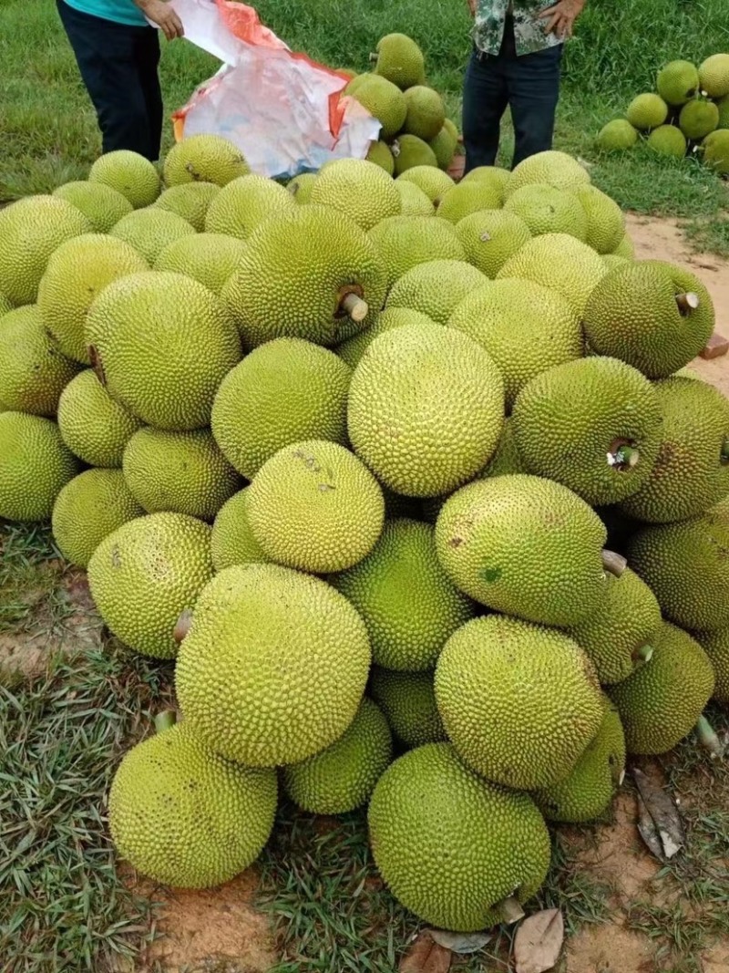 (场地直销)广东金包珍珠菠萝蜜大量上市，场地直销