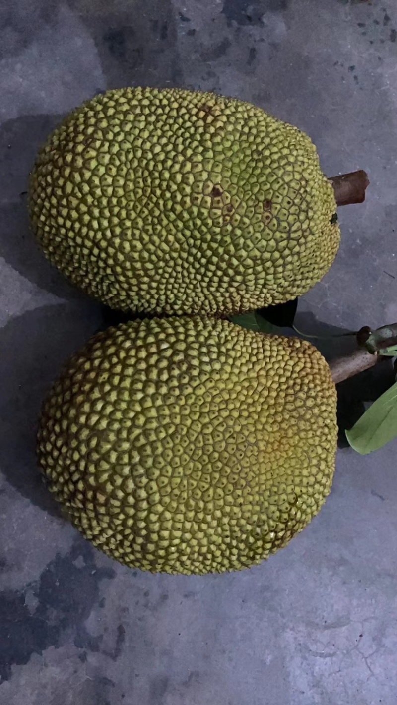 (场地直销)广东金包珍珠菠萝蜜大量上市，场地直销