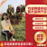 嫁接樱桃树苗车厘子新品种大樱桃当年结果盆栽地栽南北方种植寒