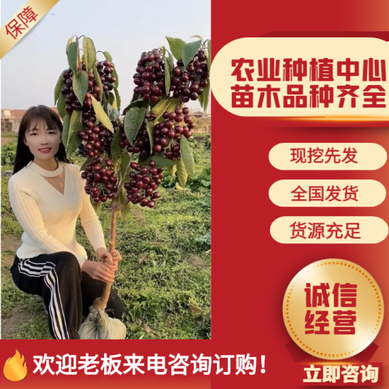 嫁接樱桃树苗车厘子新品种大樱桃当年结果盆栽地栽南北方种植寒