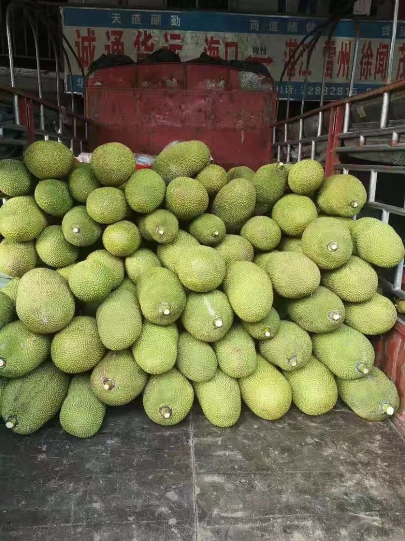 【优质产品】广东马来一号菠萝蜜大量上市