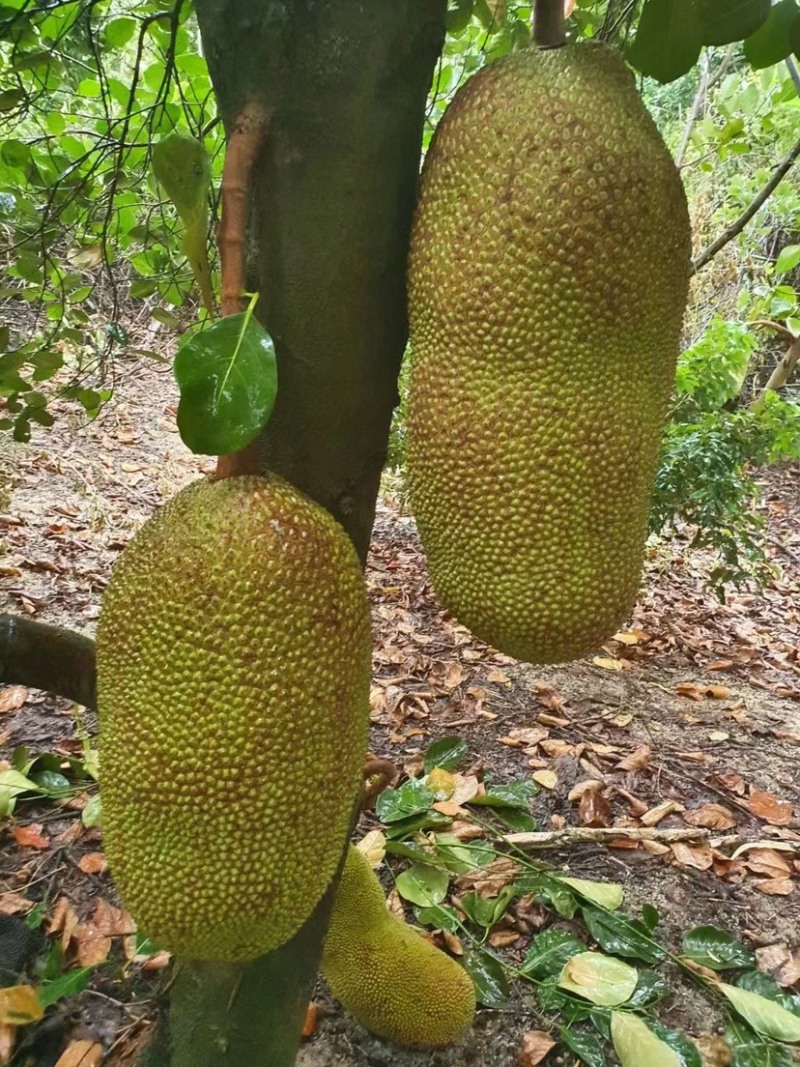 【优质产品】广东马来一号菠萝蜜大量上市