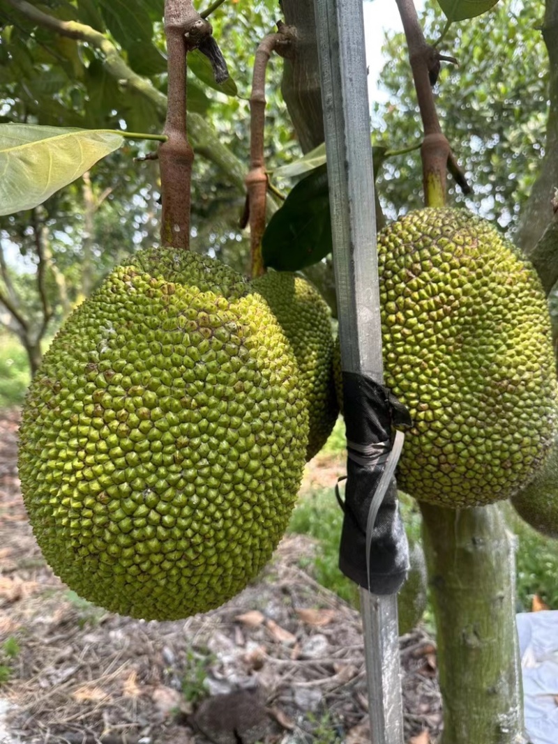 果场直销泰8菠萝蜜大量现货，够老水，老树采摘