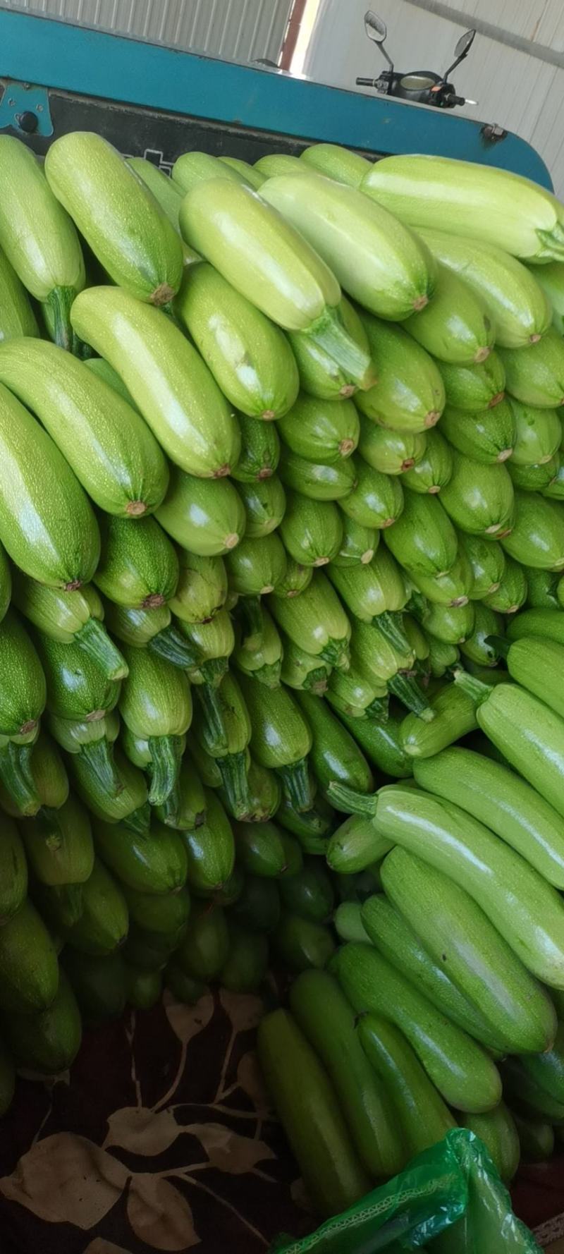 临漳精品西葫芦大量上市