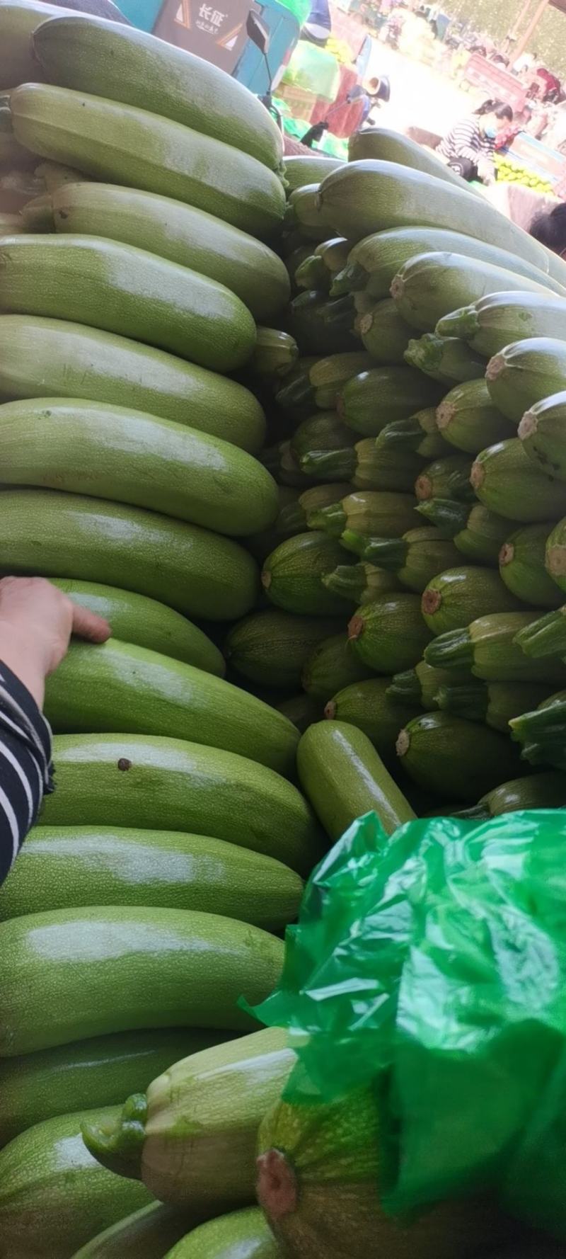 临漳精品西葫芦大量上市