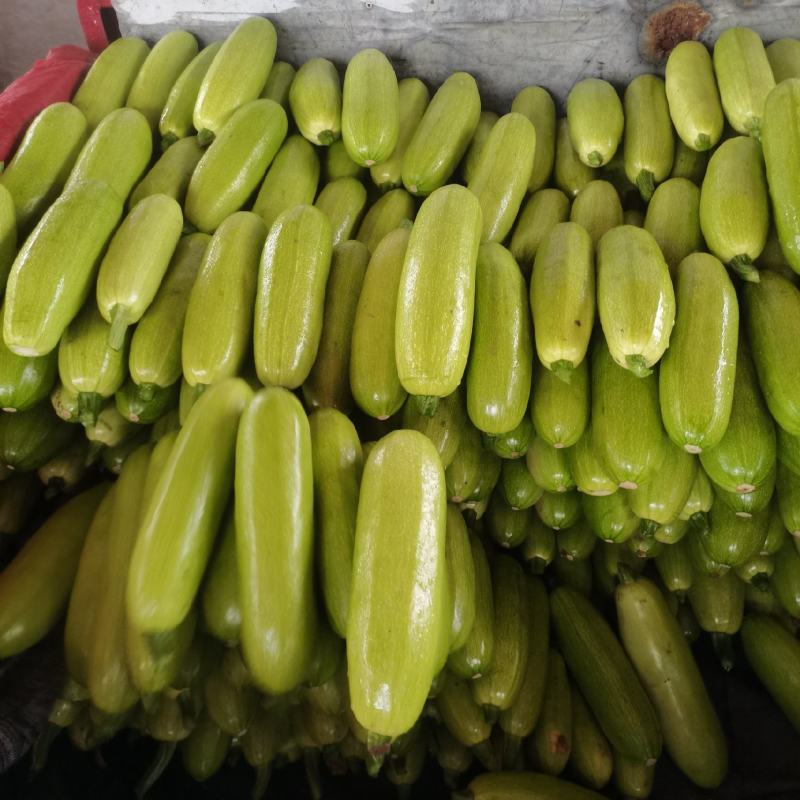 精品西葫芦大量上市，需要的老板抓紧联系