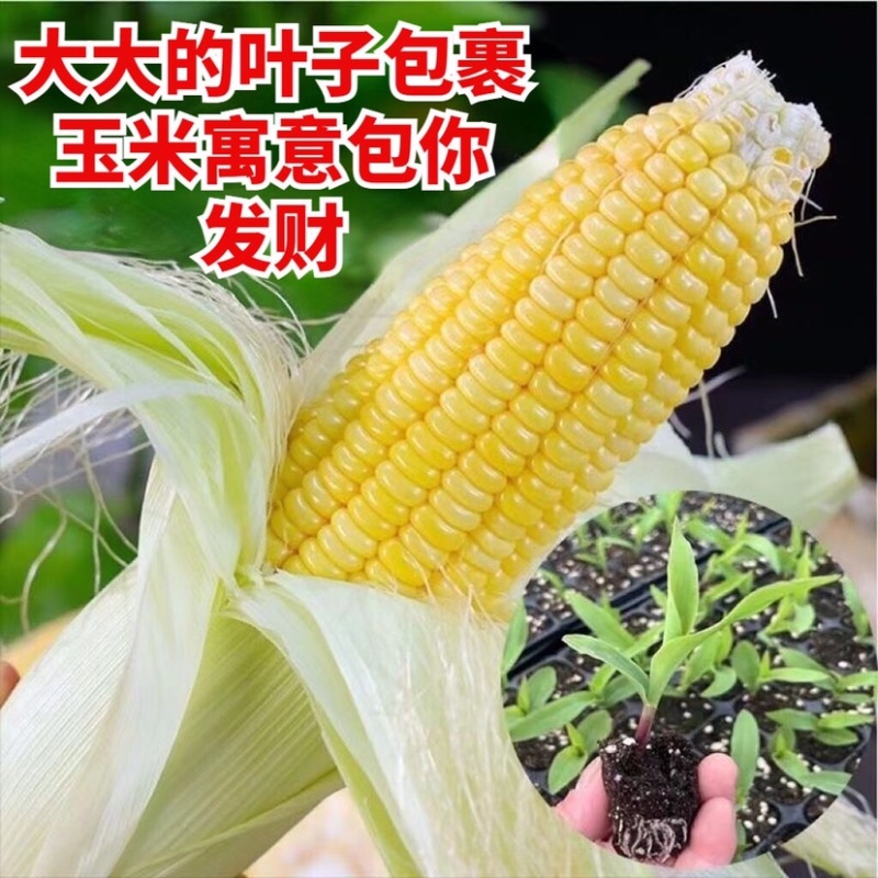 早熟高产各类玉米苗批发品种齐全电商批发量大从优欢迎选购