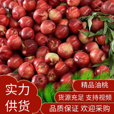乐亭中油油桃大量上市产地直发品质有保障全国发货