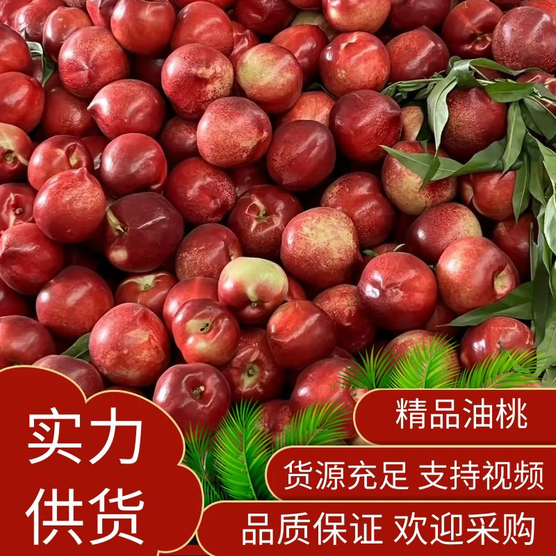 乐亭中油油桃大量上市产地直发品质有保障全国发货