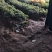 红薯苗出薯个大成活率高欢迎各位老板下单
