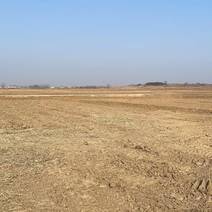 出租土地6000亩，一马平川，整改好的标准农田，有水电。