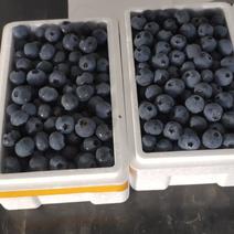 产地蓝莓，品种多，甜果，甜酸果，当天采摘，当天发货！