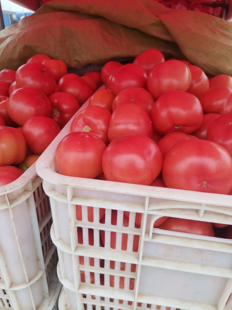 山东菏泽精品西红柿大量上市货源充足品质保证