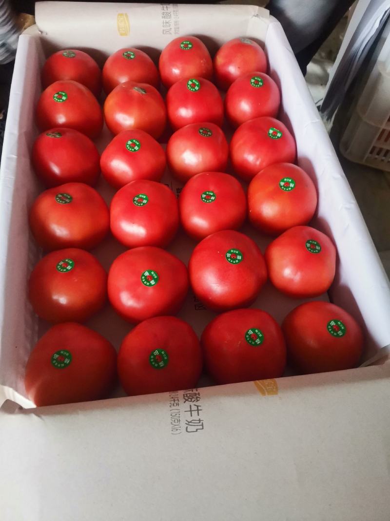 山东菏泽精品西红柿大量上市货源充足品质保证