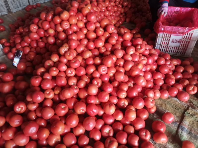 山东菏泽精品西红柿大量上市货源充足品质保证